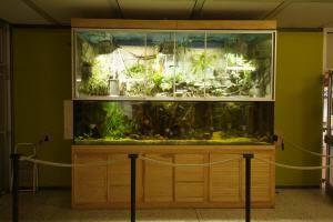 Verein Der Aquarien- Und Terrarien- Freunde E.v. Image
