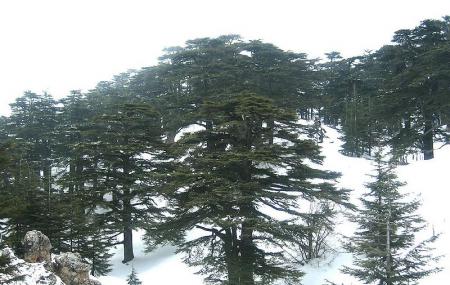 The Cedars Of God Image