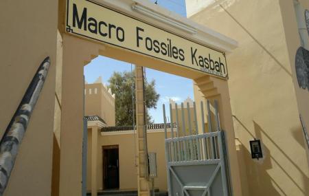 Macro Fossiles Kasbah Image
