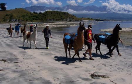 Kaikoura Llama Trekking Image