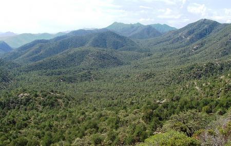 Coronado National Forest Image
