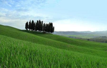 Cipressi Di San Quirico D'orcia Image