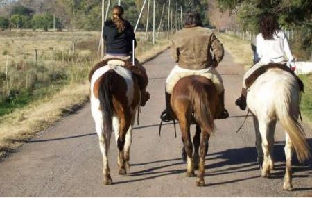 Criollos La Guatana - Rancho Viejo Cabalgatas Image