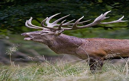 Scottish Natural Heritage Image