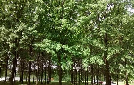 Melvin Price Memorial Park Image