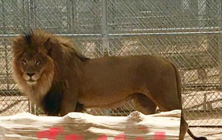 Lion Habitat Ranch Image