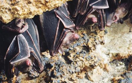 Monfort Bat Sanctuary Image