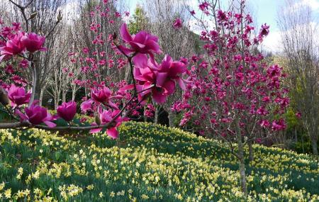 Looking Glass Garden Image