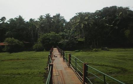Tropical Spice Plantation Image