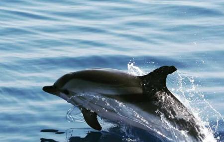 Dolphin Rides Image