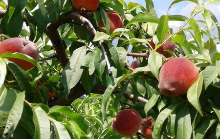 Strites Orchard Image