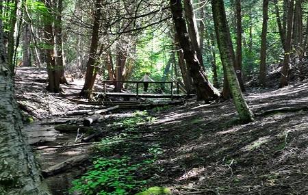 Ganaraska Forest Image