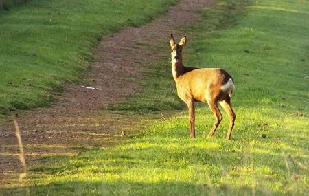 Kiveton Community Woodland Image