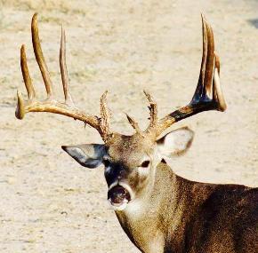 Circle T Hunting Ranch Image