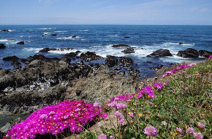 Mendocino Coast Botanical Gardens Image