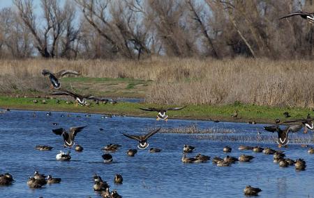 Colusa National Wildlife Refuge Image
