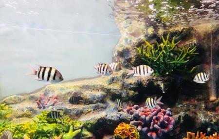 Songkhla Aquarium Image
