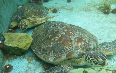 Gulf Specimen Marine Laboratories Image