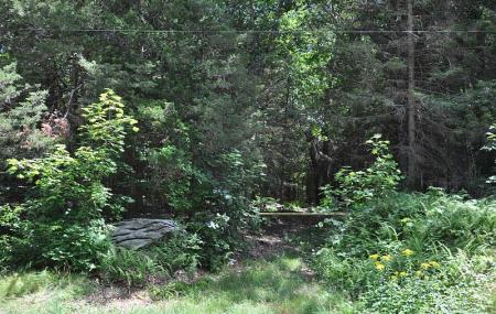Mohegan State Forest Image