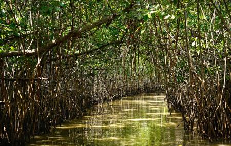 Mangrove Forest Image
