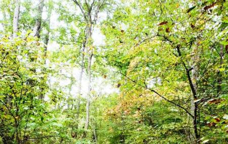 Appomattox-buckingham State Forest Image