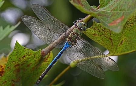 Bles Park Image