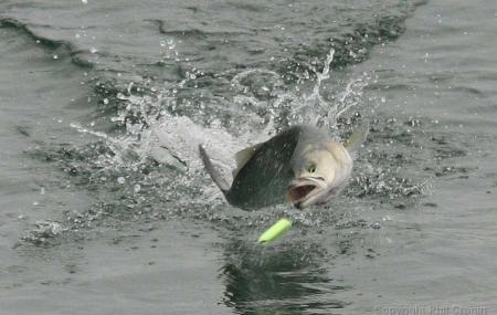 Dancing Squid Sport Fishing Image