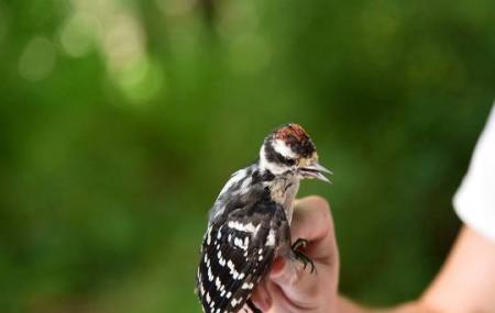 Bedford Audubon Society Image