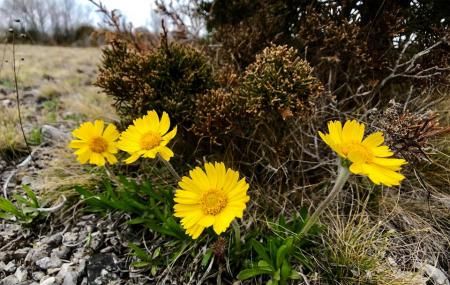 Lakeside Daisy State Nature Preserve Image