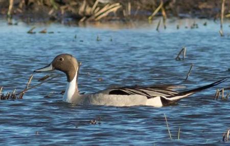 Lake Andes National Wildlife Refuge Image