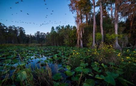 Stephen C Foster State Park Image