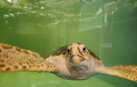 Tybee Island Marine Science Center Image