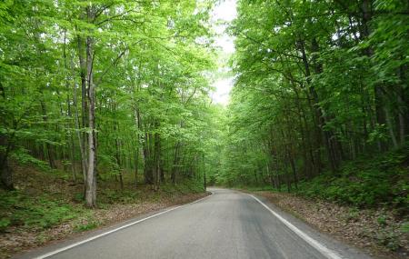 Tunnel Of Trees Image