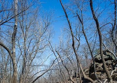 Cross Timbers State Park Image