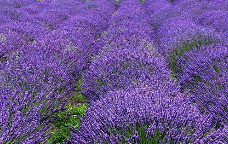 Lavender Wind Farm Image