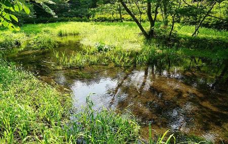 Kumoba Pond Image