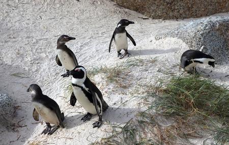 Boulders Penguin Colony Image