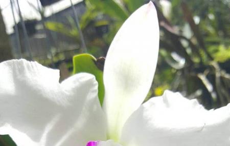 Orchid Garden Khaolak Image
