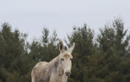 The Donkey Sanctuary Of Canada Image