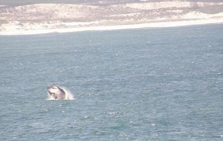 Whale Watching Hermanus Image