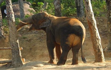 Ethical Jungle Sanctuary - Traditional Elephant Adventures Image