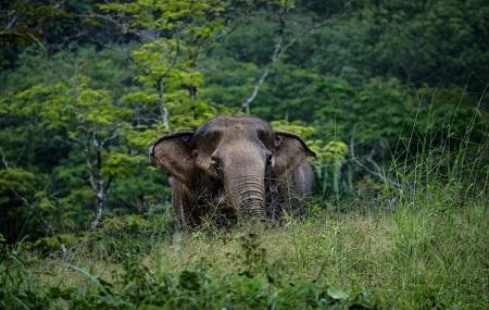 Phuket Elephant Sanctuary Image