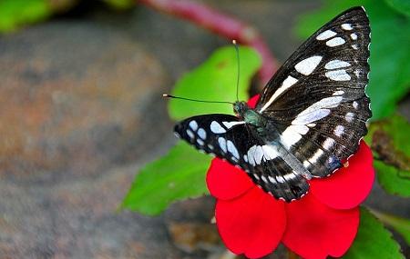 Bai Orchid-butterfly Farm Image