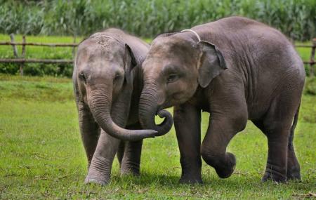 Elephant Jungle Sanctuary Image
