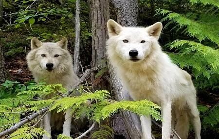 Northern Lights Wildlife Wolf Centre Image
