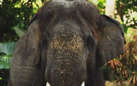 Lombok Elephant Park Image