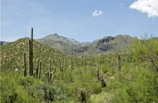 5 Day Trip to Tucson from Livermore