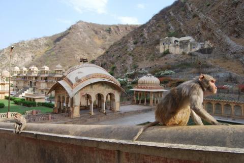 6 days Trip to Jaipur, Udaipur, Ranthambore national park