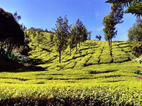 6 days Trip to Munnar, Alleppey, Ernakulam from Coimbatore