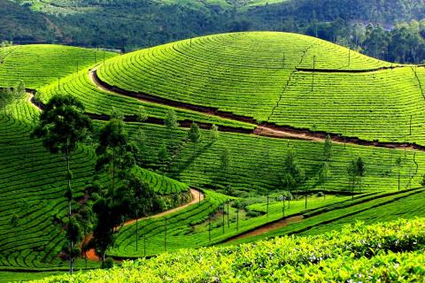 6 Day Trip to Munnar from Chittoor